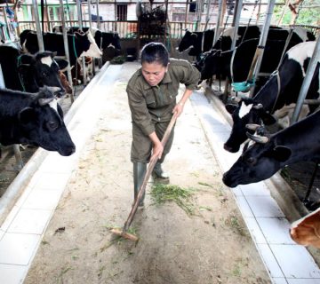 Mengatasi Bau Kandang Ternak Sapi 