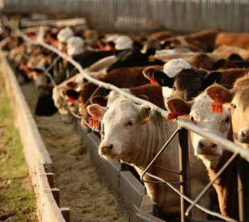 Cara Memilih Sapi Potong untuk Memulai Usaha Peternakan