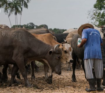 Pantangan dalam Beternak Ruminansia Beserta Tipsnya