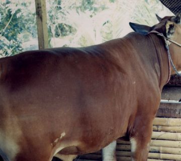 Keistimewaan Sapi Madura, Sapi Potong Unggul Asli Indonesia