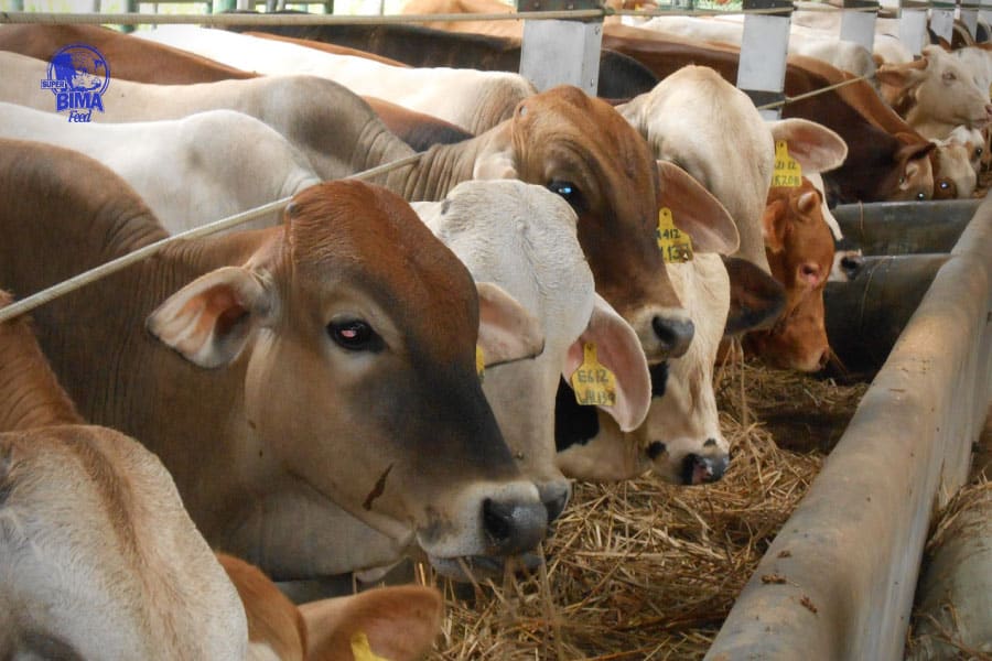 usaha-ternak-sapi-potong Ternak Sapi Potong Adalah Usaha yang Menguntungkan