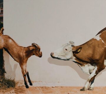 Keuntungan Ternak Kambing vs Sapi