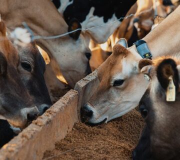 Keuntungan Pemberian Konsentrat Kering Pada Sapi