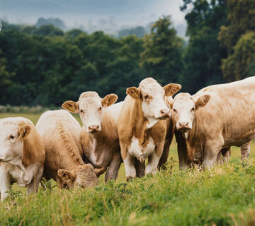 pakan sapi breeding