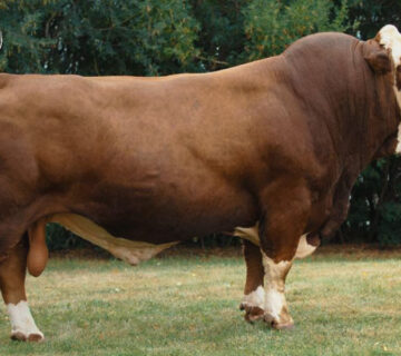 Sapi Simmental, Keunggulan dan Cara Perawatan yang Tepat